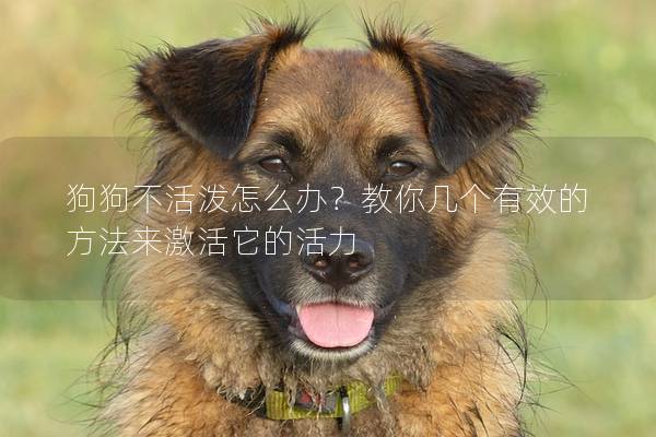 狗狗不活潑怎么辦？教你幾個有效的方法來激活它的活力