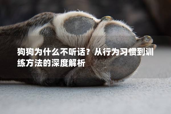 狗狗為什么不聽話？從行為習(xí)慣到訓(xùn)練方法的深度解析
