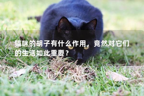 貓咪的胡子有什么作用，竟然對它們的生活如此重要？