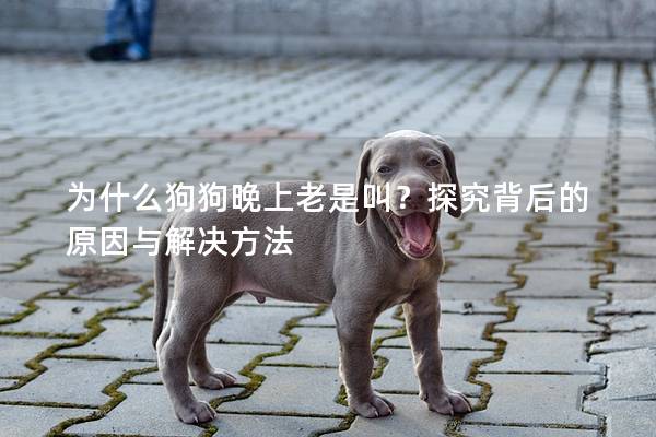 為什么狗狗晚上老是叫？探究背后的原因與解決方法