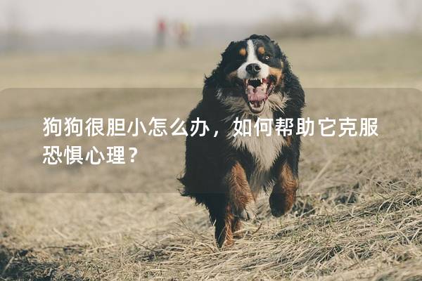 狗狗很膽小怎么辦，如何幫助它克服恐懼心理？