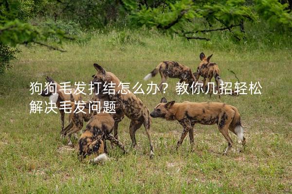 狗狗毛發打結怎么辦?教你幾招輕松解決毛發問題 狗狗毛發打結怎么辦?教你幾招輕松解決毛發問題