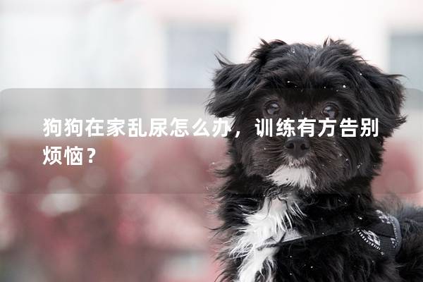 狗狗在家亂尿怎么辦,訓練有方告別煩惱?
