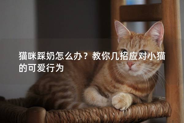 貓咪踩奶怎么辦?教你幾招應(yīng)對小貓的可愛行為 貓咪踩奶怎么辦?教你幾招應(yīng)對小貓的可愛行為