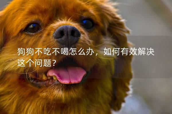 狗狗不吃不喝怎么辦，如何有效解決這個問題？