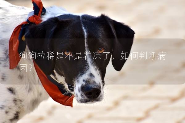 狗狗拉稀是不是著涼了，如何判斷病因？