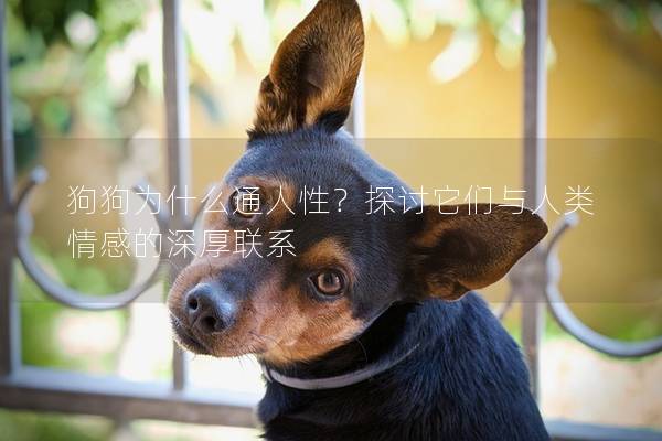 狗狗為什么通人性？探討它們與人類情感的深厚聯系