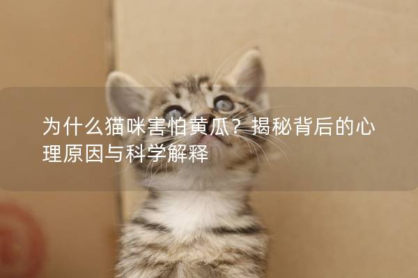 為什么貓咪害怕黃瓜？揭秘背后的心理原因與科學解釋
