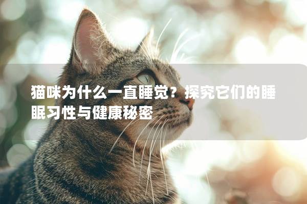 貓咪為什么一直睡覺？探究它們的睡眠習性與健康秘密