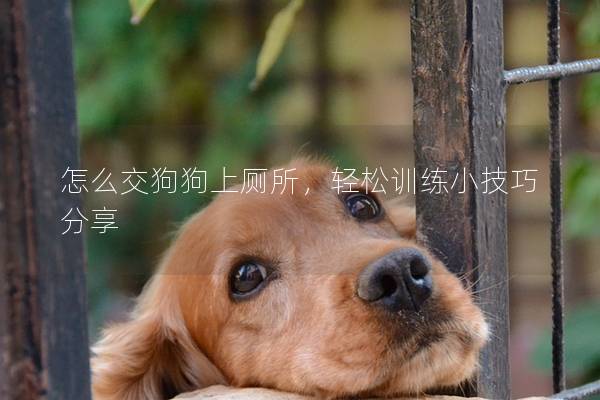 怎么交狗狗上廁所，輕松訓練小技巧分享