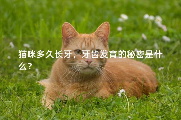 貓咪多久長牙，牙齒發育的秘密是什么？