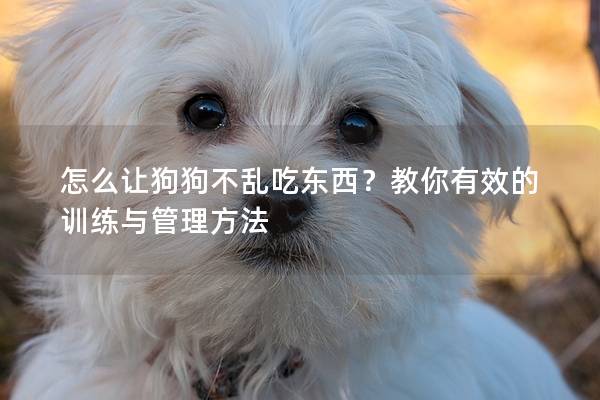 怎么讓狗狗不亂吃東西?教你有效的訓練與管理方法 怎么讓狗狗不亂吃東西?教你有效的訓練與管理方法