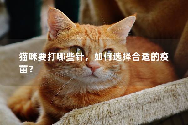貓咪要打哪些針，如何選擇合適的疫苗？