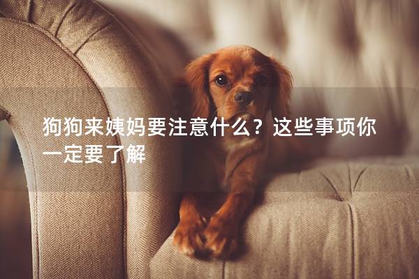 狗狗來姨媽要注意什么？這些事項你一定要了解