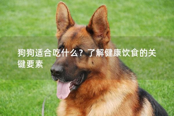 狗狗適合吃什么？了解健康飲食的關鍵要素