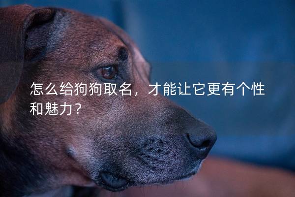 怎么給狗狗取名，才能讓它更有個性和魅力？