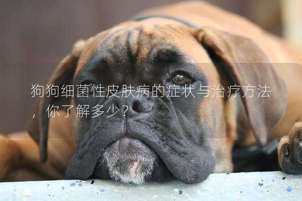 狗狗細菌性皮膚病的癥狀與治療方法，你了解多少？