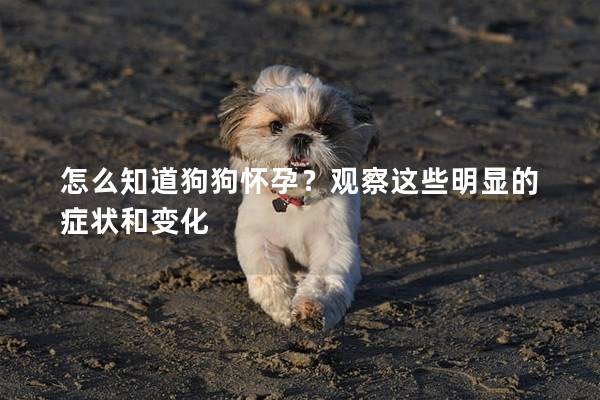 怎么知道狗狗懷孕？觀察這些明顯的癥狀和變化