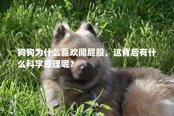 狗狗為什么喜歡聞屁股，這背后有什么科學原理呢？