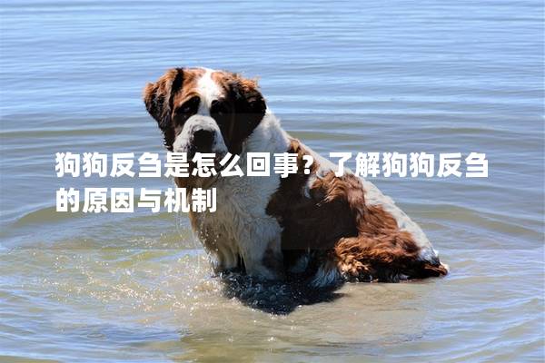 狗狗反芻是怎么回事？了解狗狗反芻的原因與機制