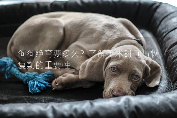 狗狗絕育要多久？了解手術時間與恢復期的重要性