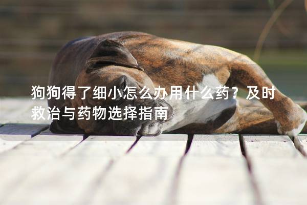 狗狗得了細小怎么辦用什么藥？及時救治與藥物選擇指南