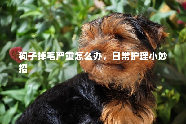 狗子掉毛嚴重怎么辦，日常護理小妙招