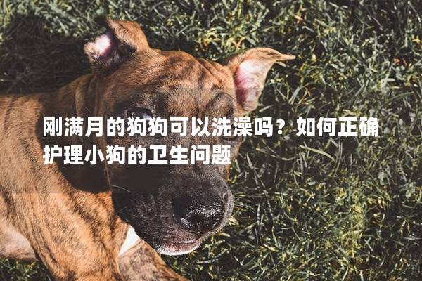 剛滿月的狗狗可以洗澡嗎？如何正確護理小狗的衛(wèi)生問題