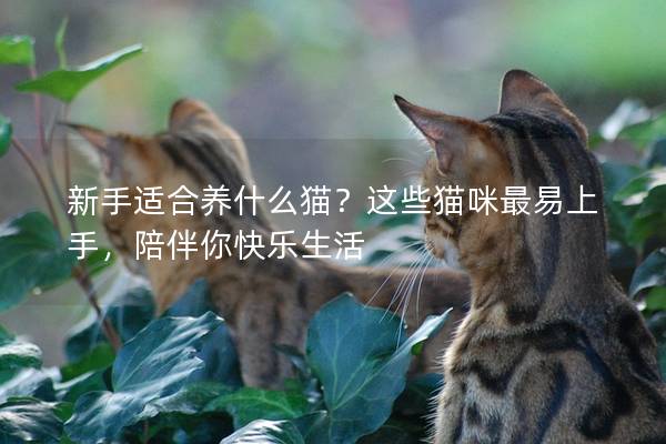 新手適合養(yǎng)什么貓？這些貓咪最易上手，陪伴你快樂生活