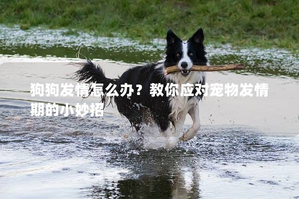 狗狗發情怎么辦？教你應對寵物發情期的小妙招