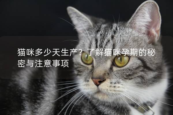 貓咪多少天生產？了解貓咪孕期的秘密與注意事項