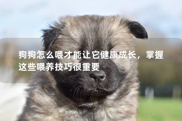 狗狗怎么喂才能讓它健康成長，掌握這些喂養(yǎng)技巧很重要
