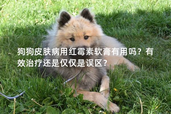 狗狗皮膚病用紅霉素軟膏有用嗎？有效治療還是僅僅是誤區(qū)？