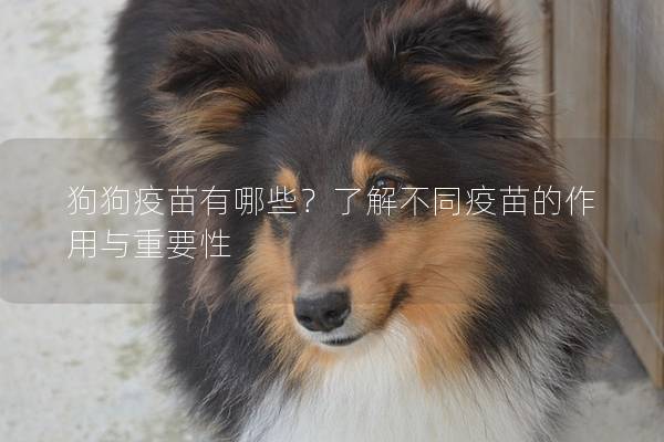 狗狗疫苗有哪些？了解不同疫苗的作用與重要性