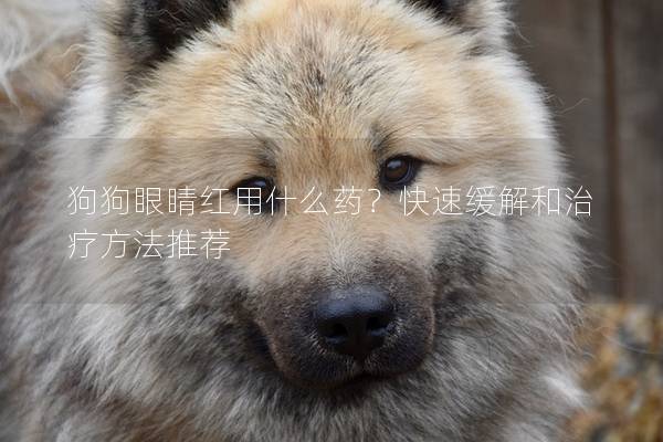 狗狗眼睛紅用什么藥？快速緩解和治療方法推薦