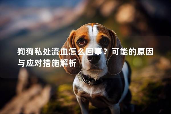 狗狗私處流血怎么回事？可能的原因與應(yīng)對措施解析