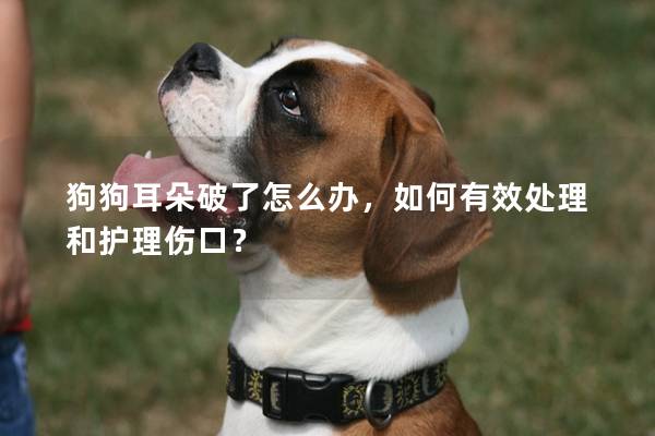狗狗耳朵破了怎么辦,如何有效處理和護(hù)理傷口? 狗狗耳朵破了怎么辦,如何有效處理和護(hù)理傷口?