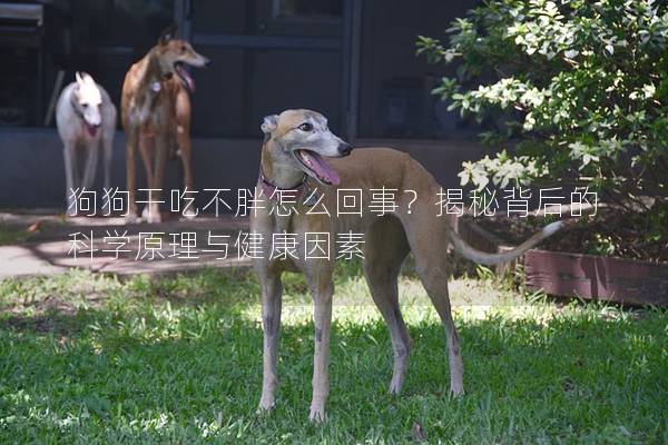 狗狗干吃不胖怎么回事？揭秘背后的科學(xué)原理與健康因素