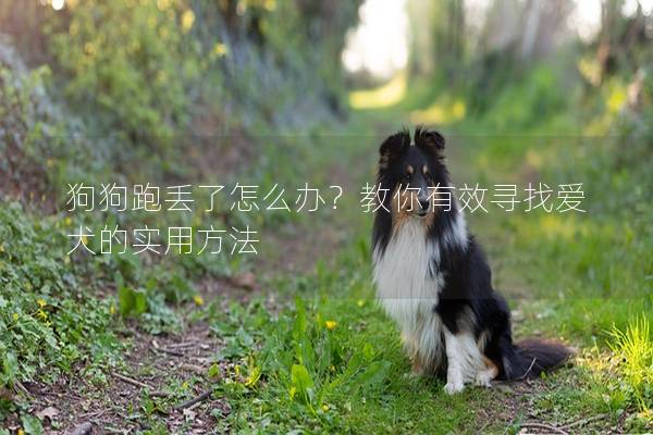 狗狗跑丟了怎么辦？教你有效尋找愛(ài)犬的實(shí)用方法