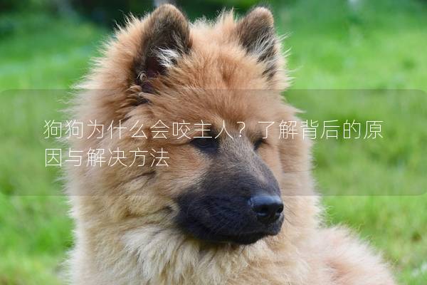 狗狗為什么會咬主人?了解背后的原因與解決方法 狗狗為什么會咬主人?了解背后的原因與解決方法