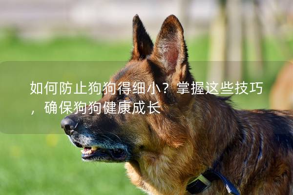 如何防止狗狗得細小？掌握這些技巧，確保狗狗健康成長