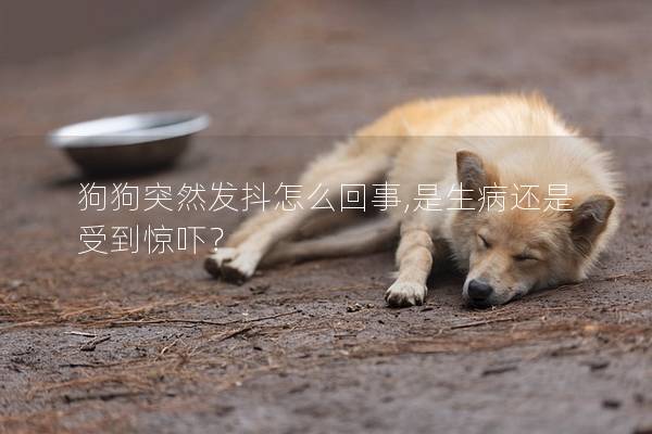 狗狗突然發抖怎么回事,是生病還是受到驚嚇？