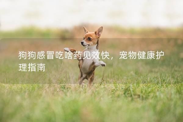 狗狗感冒吃啥藥見效快，寵物健康護理指南