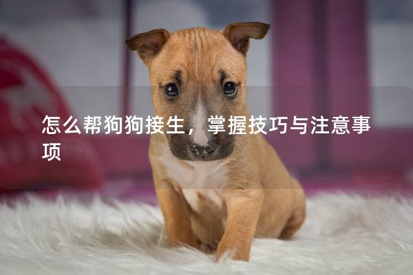 怎么幫狗狗接生，掌握技巧與注意事項(xiàng)