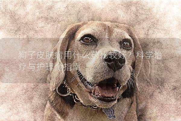 狗子皮膚病用什么藥比較好?科學(xué)治療與護(hù)理全指南 狗子皮膚病用什么藥比較好?科學(xué)治療與護(hù)理全指南