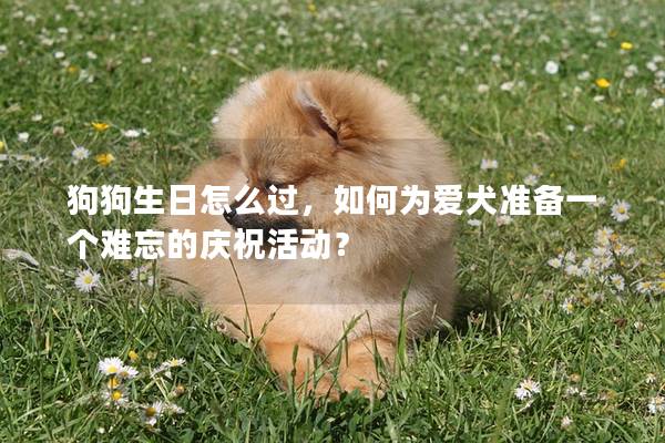 狗狗生日怎么過，如何為愛犬準(zhǔn)備一個(gè)難忘的慶祝活動(dòng)？