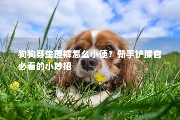 狗狗穿生理褲怎么小便？新手鏟屎官必看的小妙招