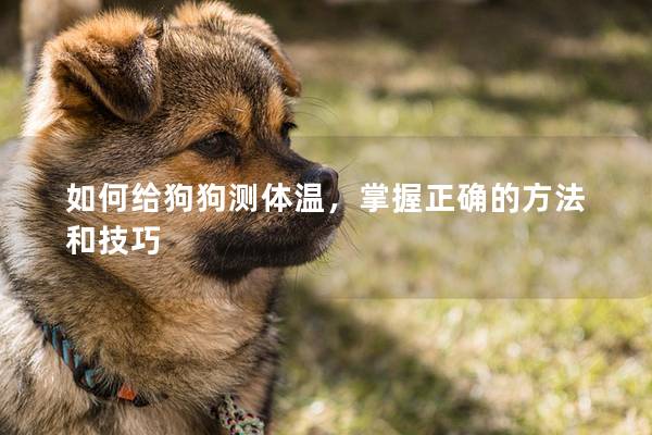 如何給狗狗測體溫，掌握正確的方法和技巧
