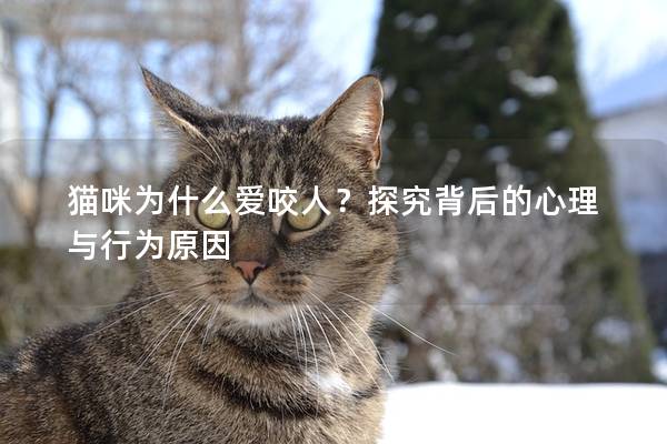 貓咪為什么愛咬人？探究背后的心理與行為原因