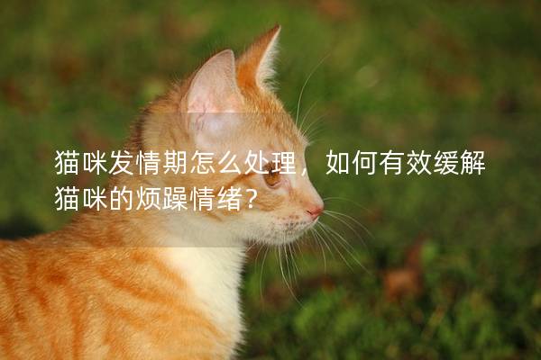 貓咪發情期怎么處理，如何有效緩解貓咪的煩躁情緒？